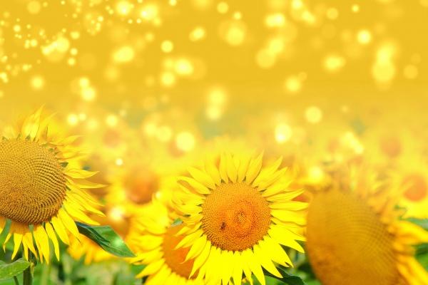 2026年谁会帮属牛的人，谁是生肖牛的贵人