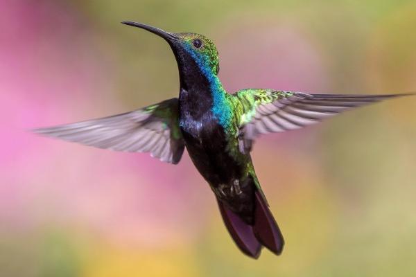 2015年属羊人佩戴什么好运