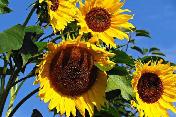 猴男最不敢娶的生肖女