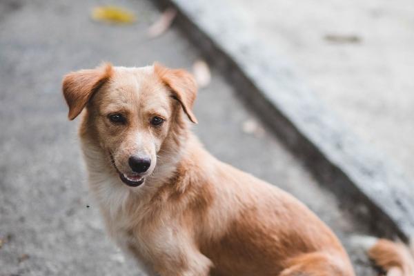 属狗2026必有一难，有什么灾难