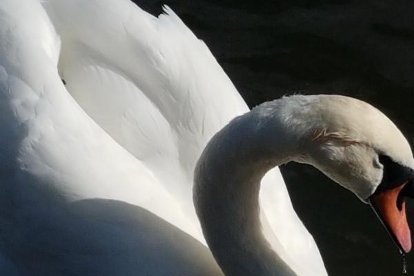 4两7钱女命是上等命吗