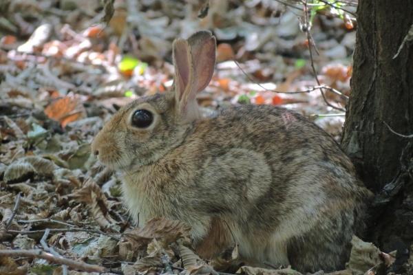 梦见脚变黑怎么回事