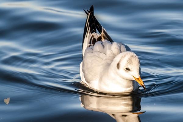 属鸡人把谁放在第一位