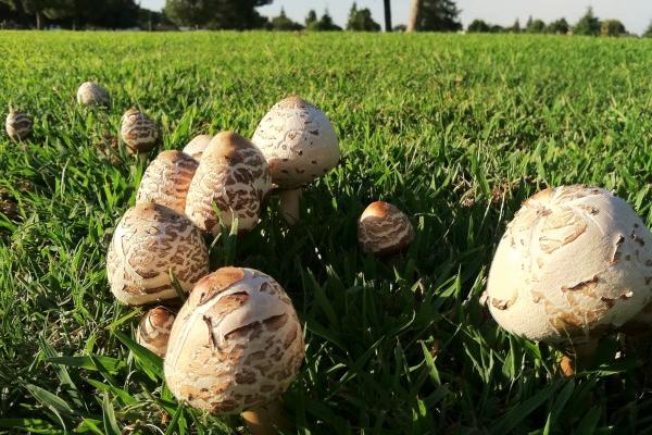 属鸡人2026年事业运如何