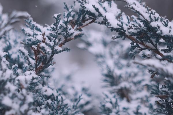 属狗人2026年每月运势