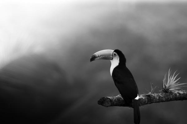 属羊人把谁放在第一位