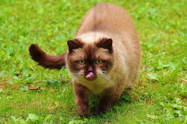 属猴人2026年每月运势