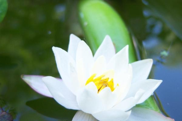 2026谁会缠着属虎的