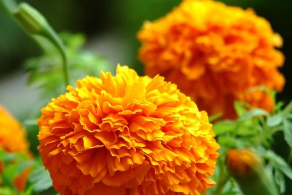 72鼠女晚年有多好命