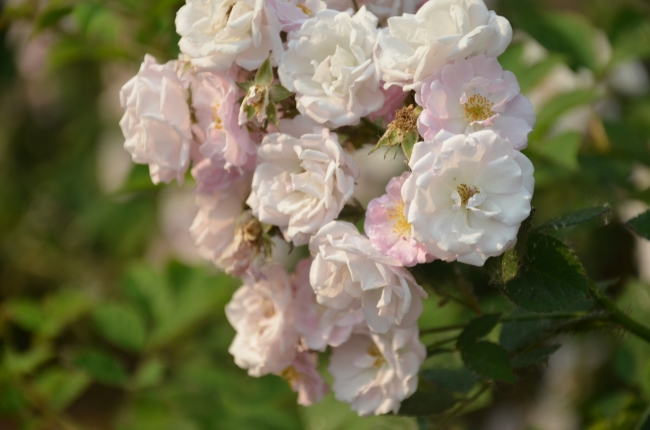 生肖猪最苦的年龄