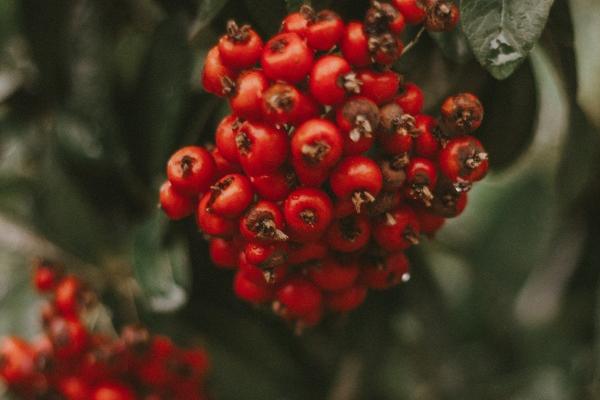 生肖鸡最苦的年龄