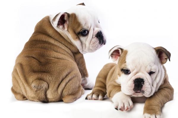 2026年属龙穿什么颜色的衣服好