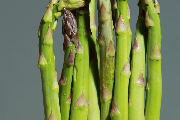 几月女兔晚年有福