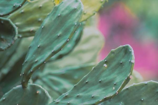 2026年属虎是百年难遇吗