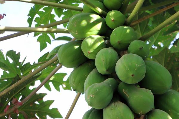 狗男一生守护什么生肖女