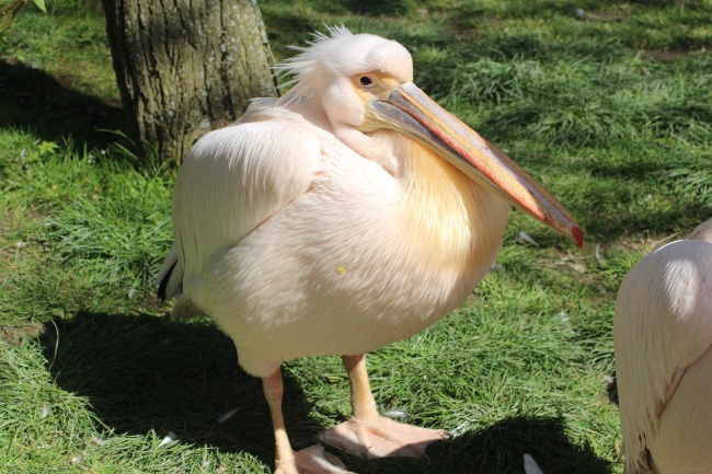 2026属狗不能穿的颜色