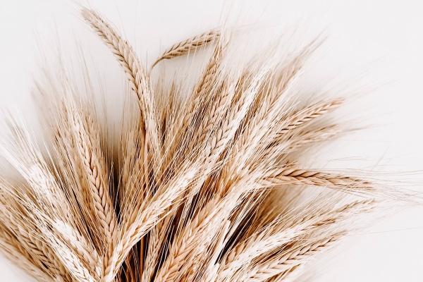 2026年猪的灾难走向如何,属猪2026年流年运势分析