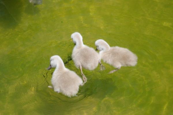 2026年狗的灾难走向如何，属狗2026年流年运势分析