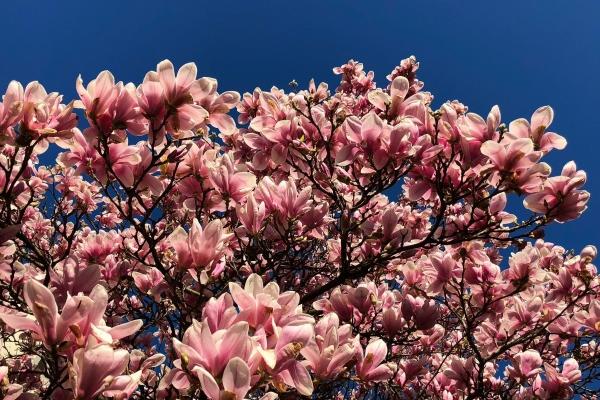 2026年龙的克星是谁，2026年生肖龙人要远离的生肖