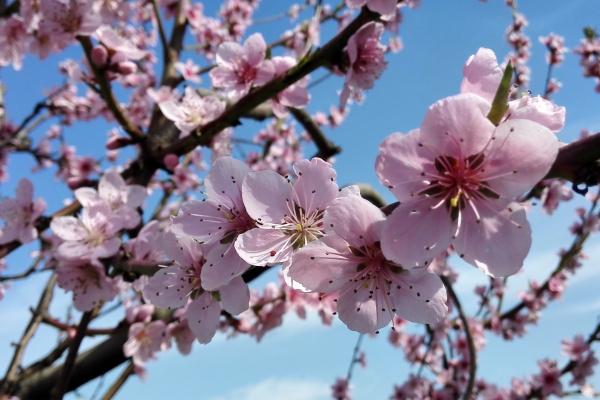 属猴人2026年桃花劫与正缘揭秘