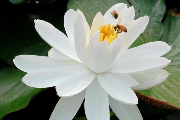 水羊命和杨柳木命配吗