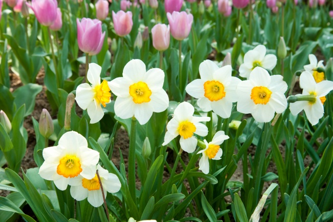 谁会保护属猴人