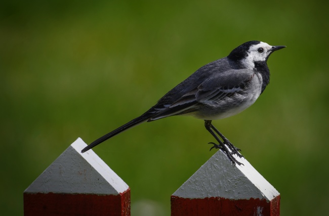 属马人能不能佩戴葫芦