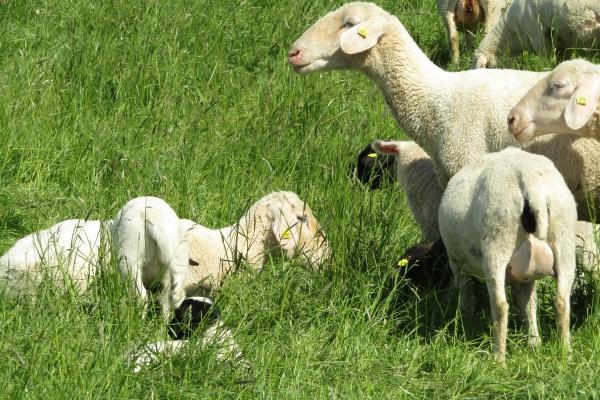 属鸡人远离谁最好