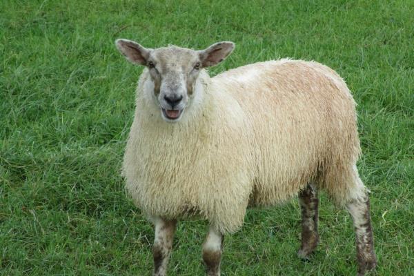 鸡一生的恩人是谁