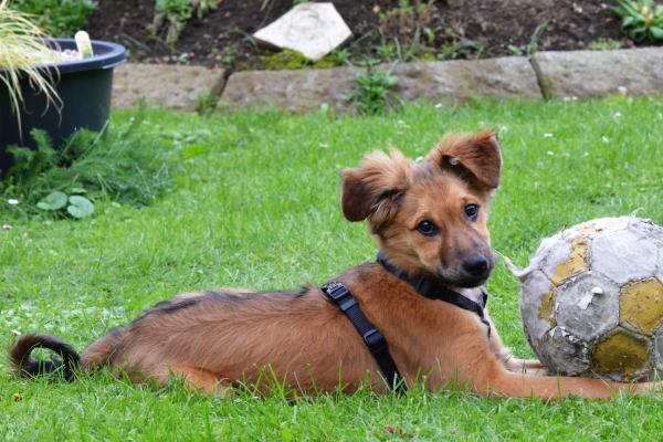 二月虎男是什么命