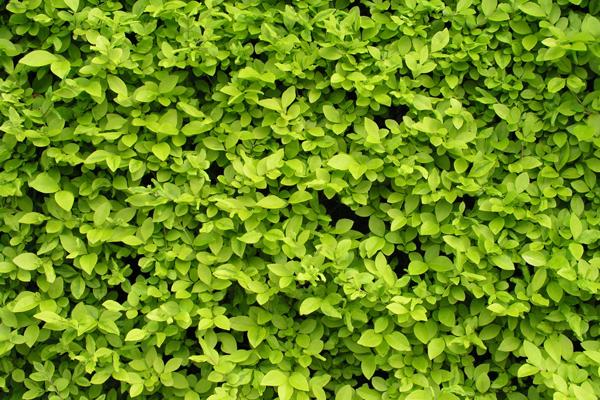 十一月老鼠命运怎么样