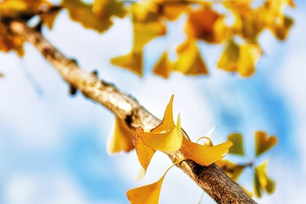 属狗人2026年桃花劫与正缘揭秘