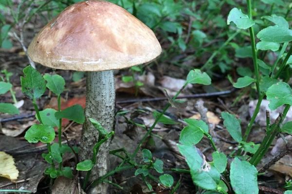 二月鼠饿昏头啥意思