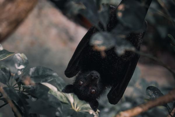 属牛女被谁呵护到老