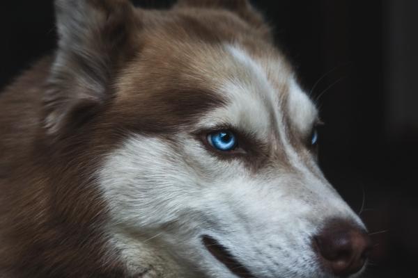 1977属蛇女最佳手串