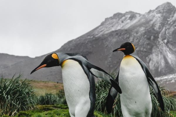 属羊人2026年小心什么