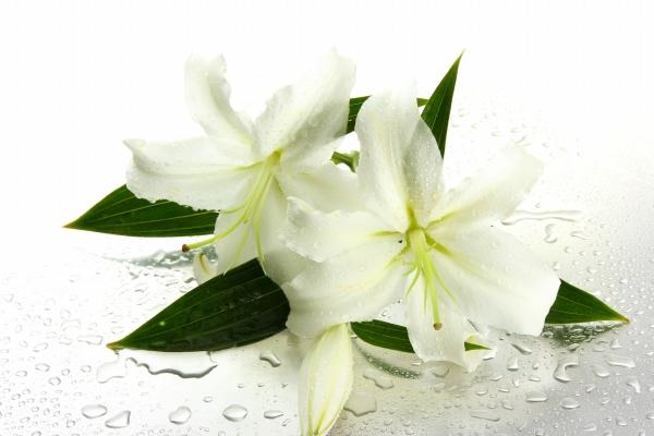 一月属马的命运怎么样