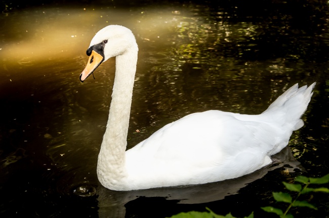 土羊命和火虎命相配吗