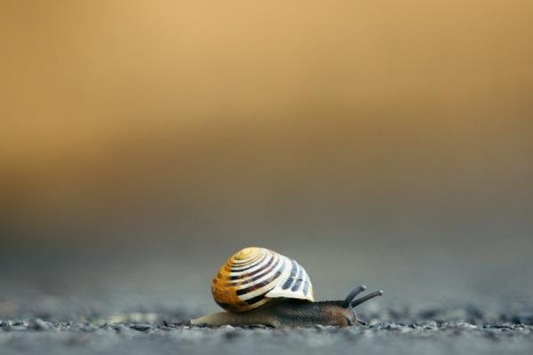 2026年狗与猪婚姻走向如何