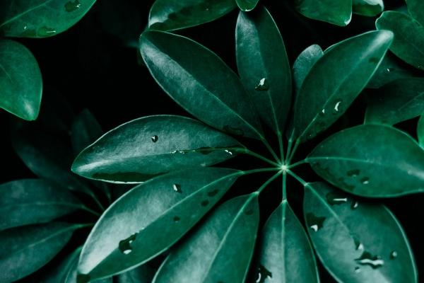 2月属鸡的男孩命运如何