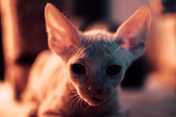 99兔男2026能脱单吗