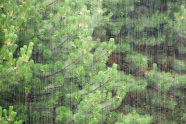 71年猪马年运势如何