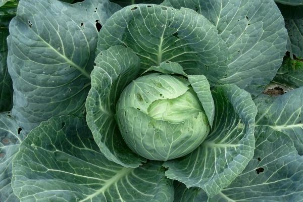 属羊2026年异地恋能长久吗