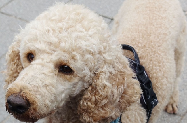 生肖羊天生的情敌是谁