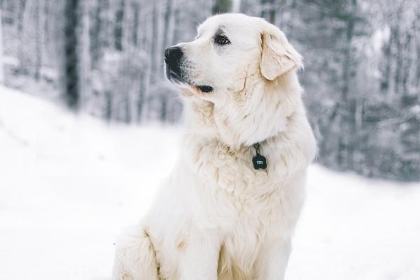 属虎的人搬家忌什么属相，属虎人搬家注意什么
