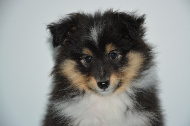 属虎人2027年贵人转折点